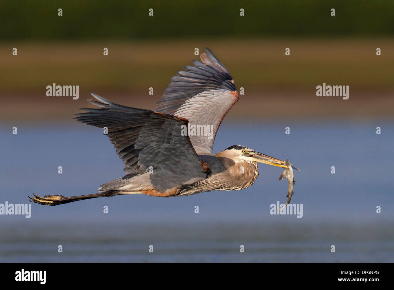 Airone blu (Ardea erodiade) in volo con baby shark nel suo becco - Fort Desoto, Florida. Foto Stock