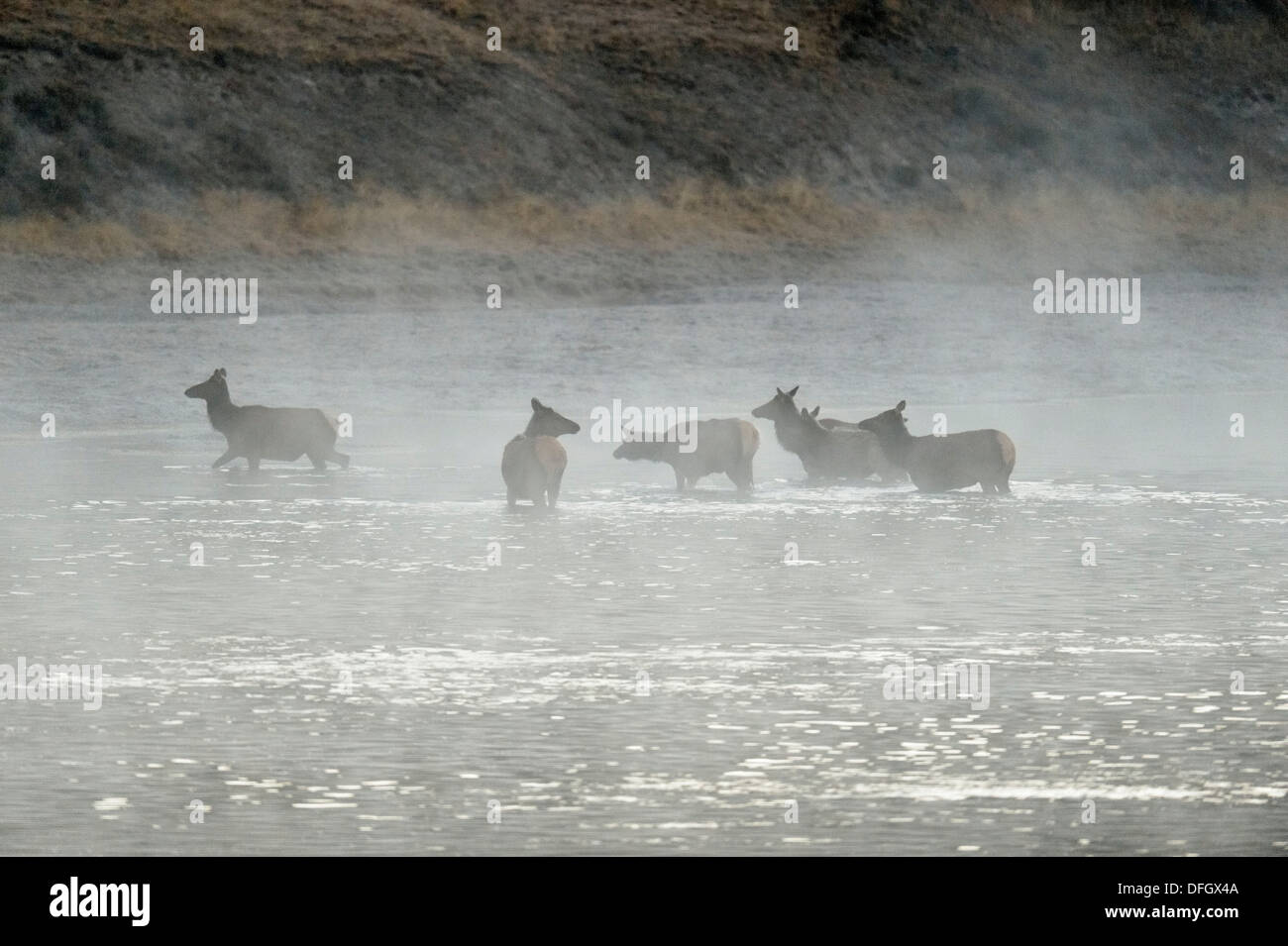 Elk, wapiti Cervus elaphus Harem guadare il fiume Yellowstone, il Parco Nazionale di Yellowstone, Wyoming USA Foto Stock