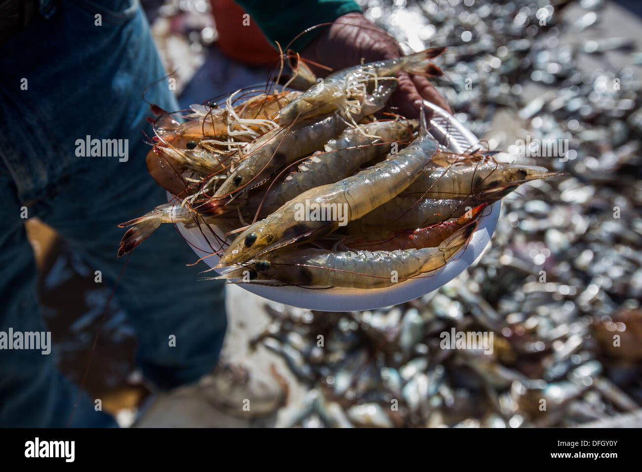 Un gambero capitano della barca mostra il suo appena pescato gamberetti da Charleston, Sc. Foto Stock