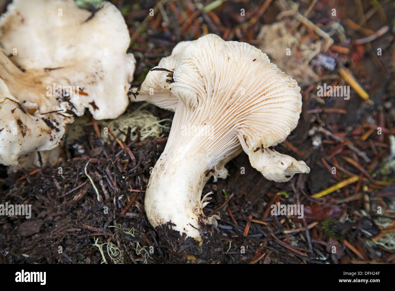 Cantharellus cibarius, il bianco di funghi chanterelle, un funghi commestibili Foto Stock