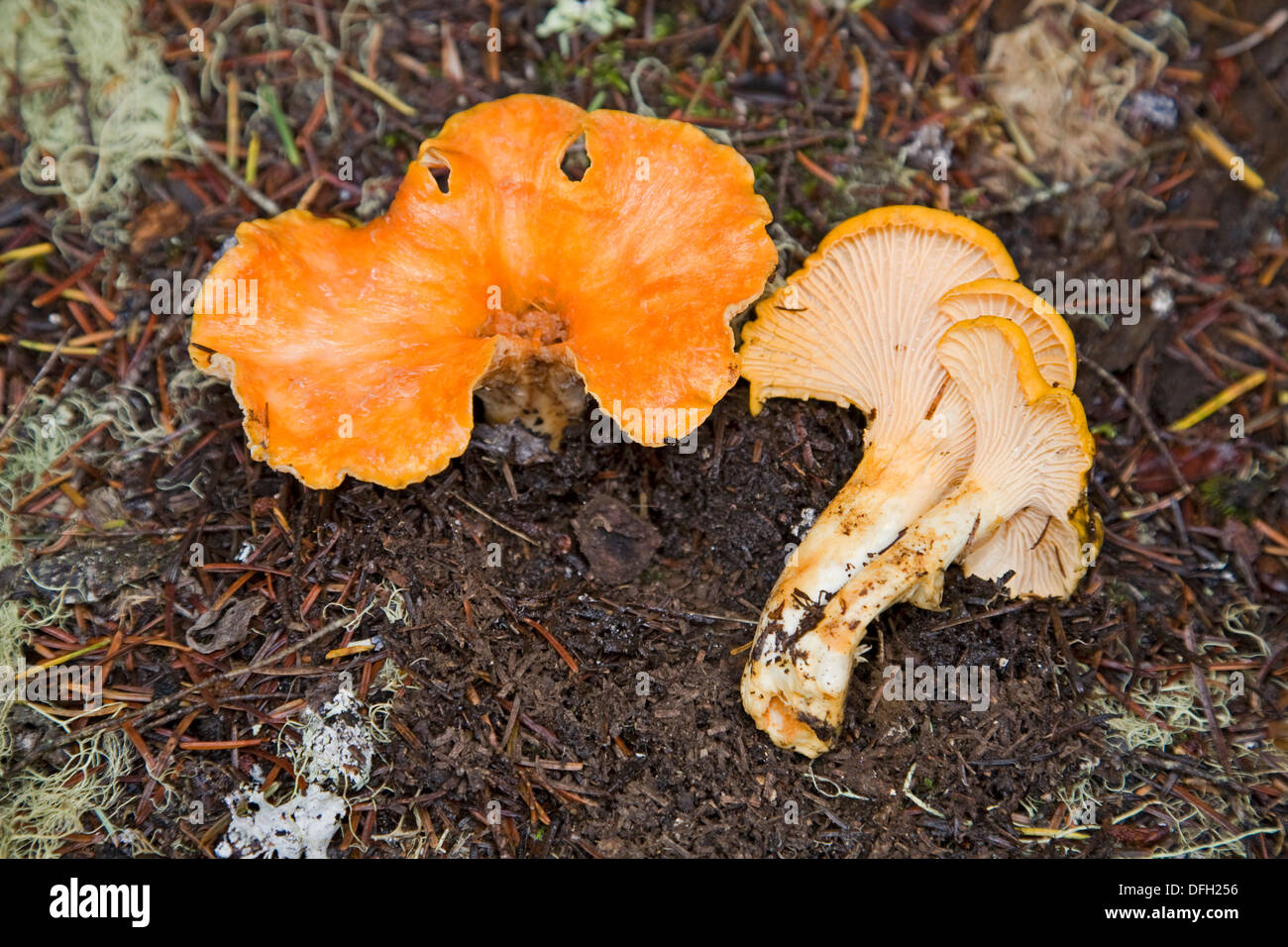 Cantharellus cibarius, il giallo chanterelle fungo un fungo commestibile Foto Stock