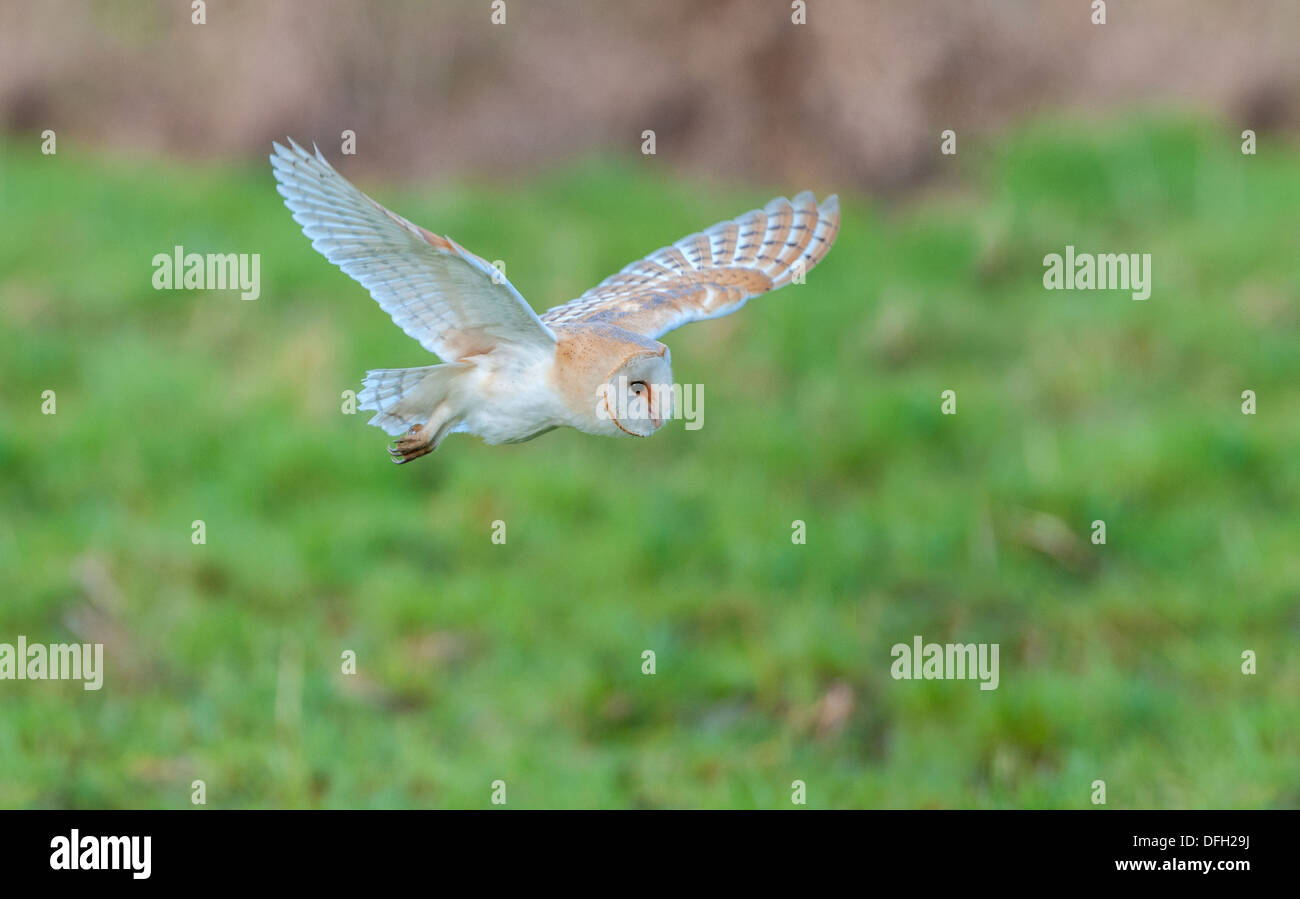 Il barbagianni in volo su pascolo ruvida, Norfolk, Inghilterra Foto Stock