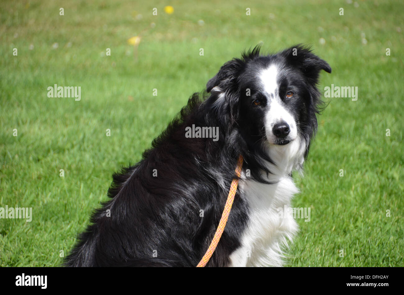 Bianco e nero Border Collie cane si siede sul prato con il suo guinzaglio in una giornata di sole in Prince Edward Island, Canada Foto Stock