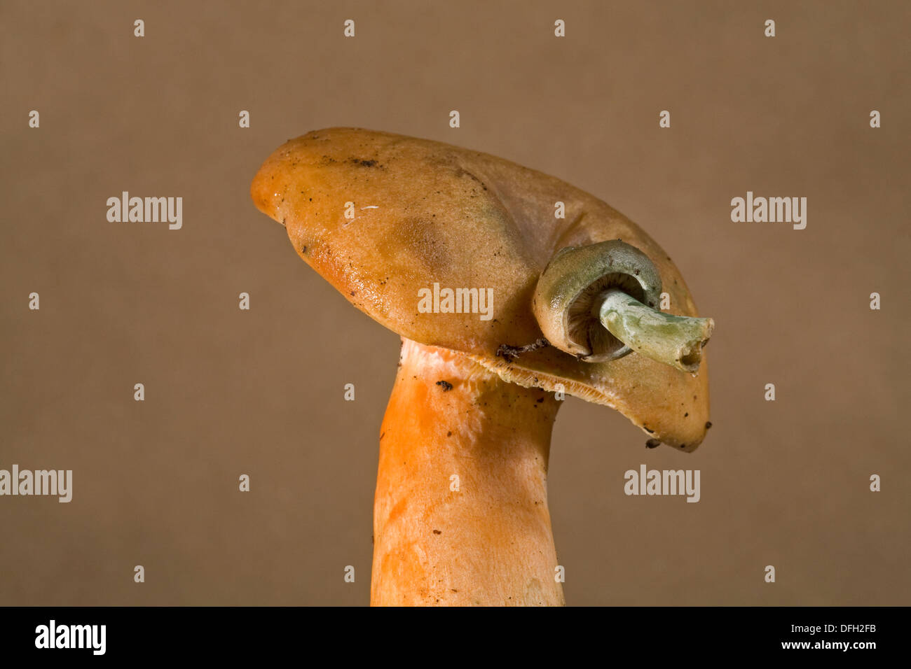 Un esempio di mutazione Rosecomb su un fungo selvatico, il Lactarius salmonicolor., il fungo più piccolo che cresce dalla sua testa è la mutazione. Foto Stock