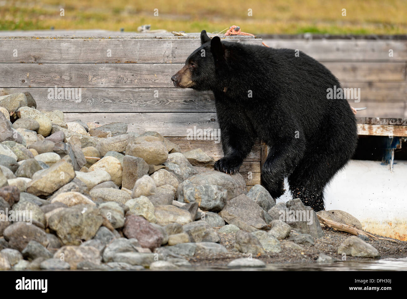 Orso nero, Ursus americanus, attratti da salmoni nei pressi di un accampamento dock, Chilcotin deserto, British Columbia, Canada Foto Stock