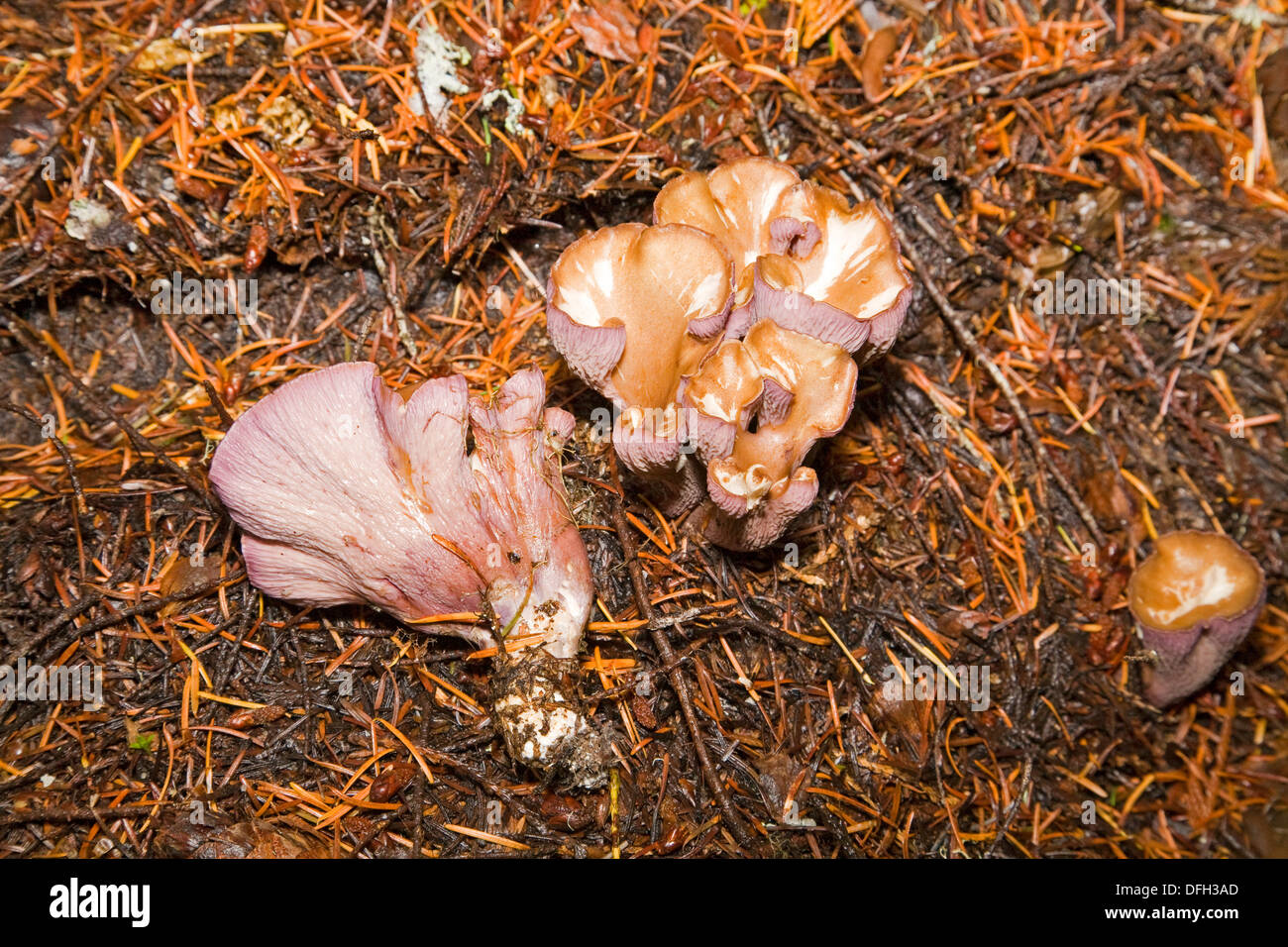 Wild funghi commestibili del maiale Gomphus orecchio, Gomphus clavatus, Pacific Northwest Foto Stock