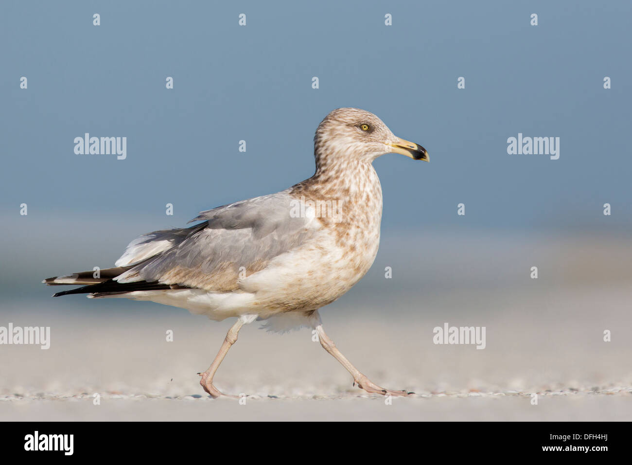 Aringa Gabbiano (Larus smithsonianus) camminando lungo la spiaggia - Fort Desoto, Florida. Foto Stock