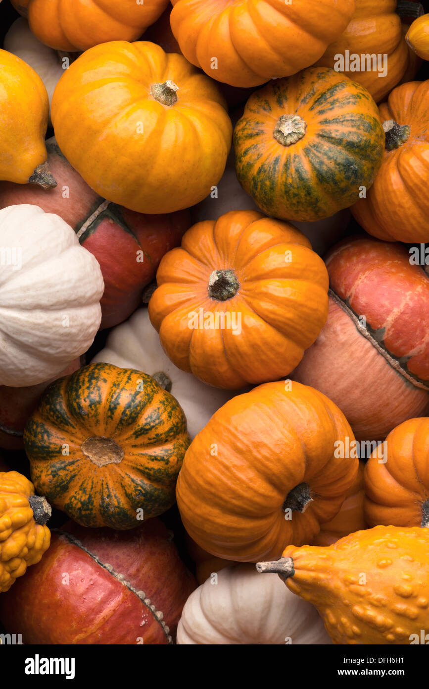 Gli Sfondi E Texture Un Sacco Di Zucche Multicolore Stagionale Autunno Sfondo Decorativo Foto Stock Alamy