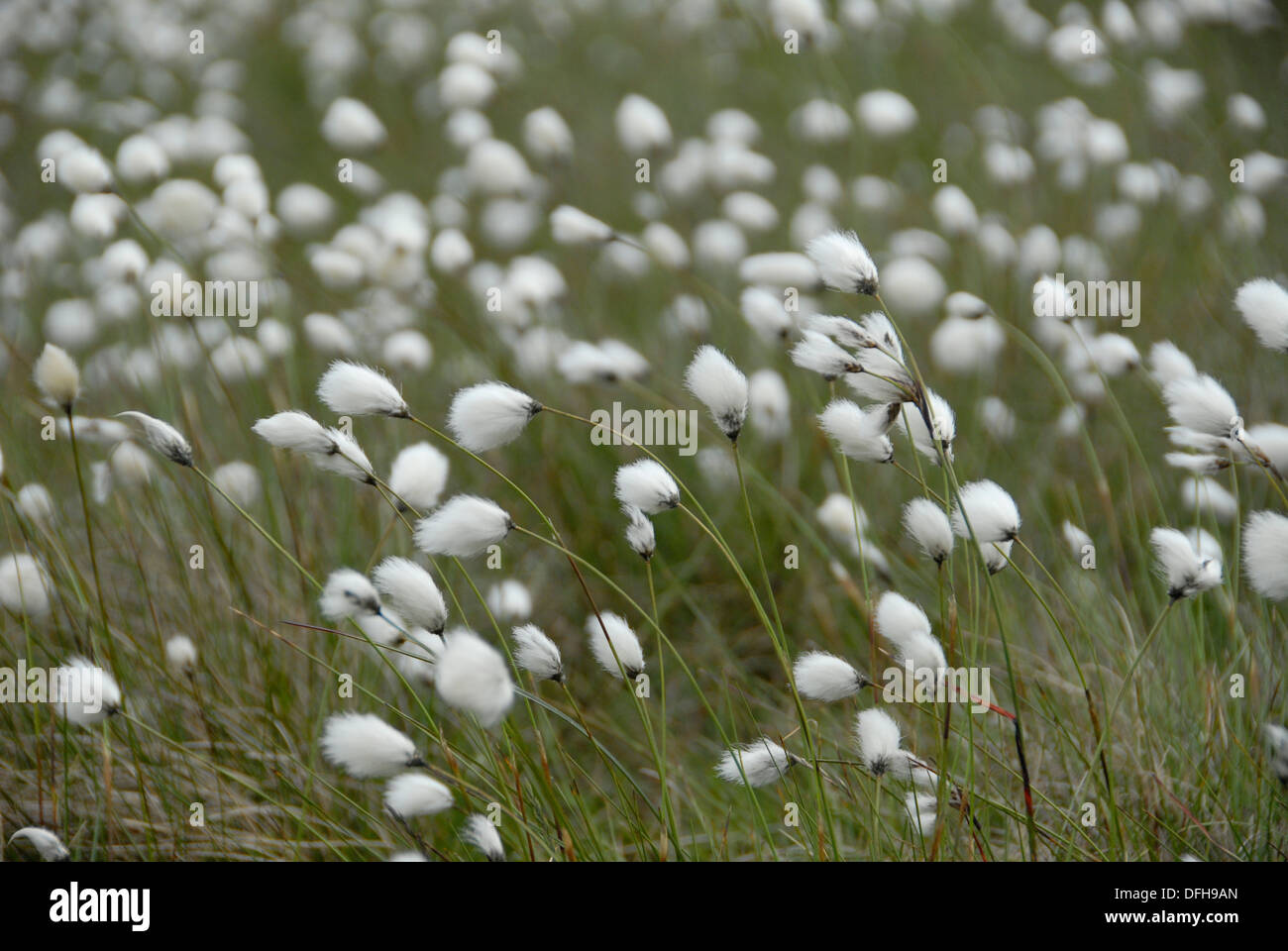 Eriophorum : noto come cottongrass, cotone-erba o cottonsedge cresce su Yorkshire Moors, England Regno Unito Foto Stock