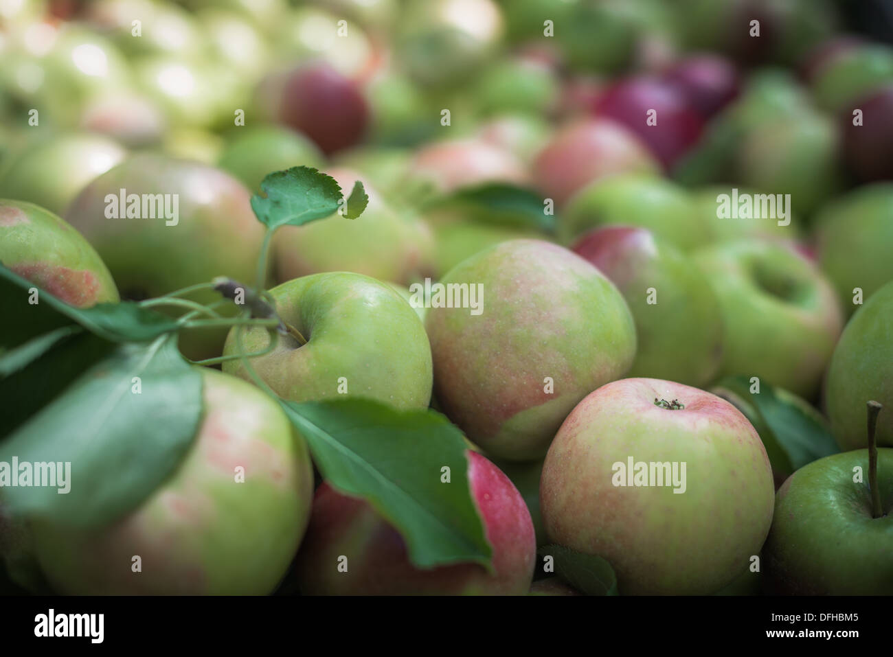 Apple, mele,Bin di mele mature, verde e mele rosse, mele, cibo, Foto Stock