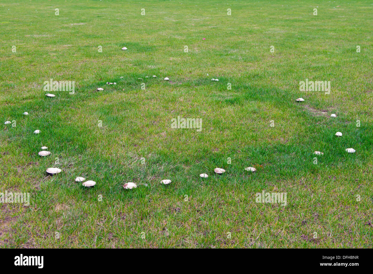 Fairy cerchio di funghi sconosciuti su un grande prato. Foto Stock