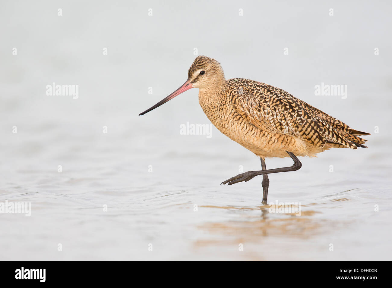 In marmo (Godwit Limosa fedoa) - Fort Desoto, Florida. Foto Stock