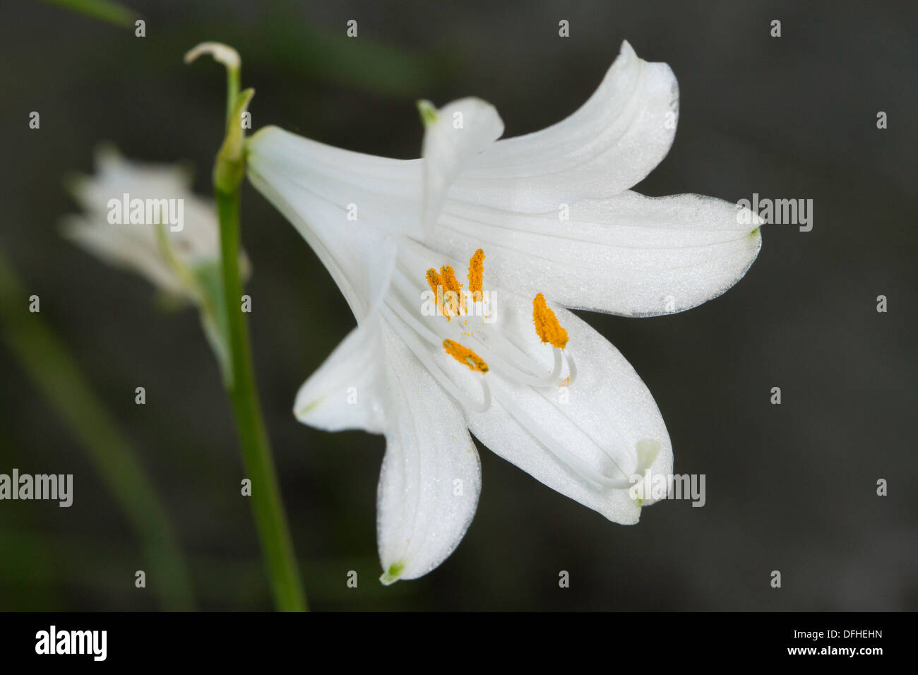 San Bruno's Lily (Paradisaea liliastrum) Foto Stock