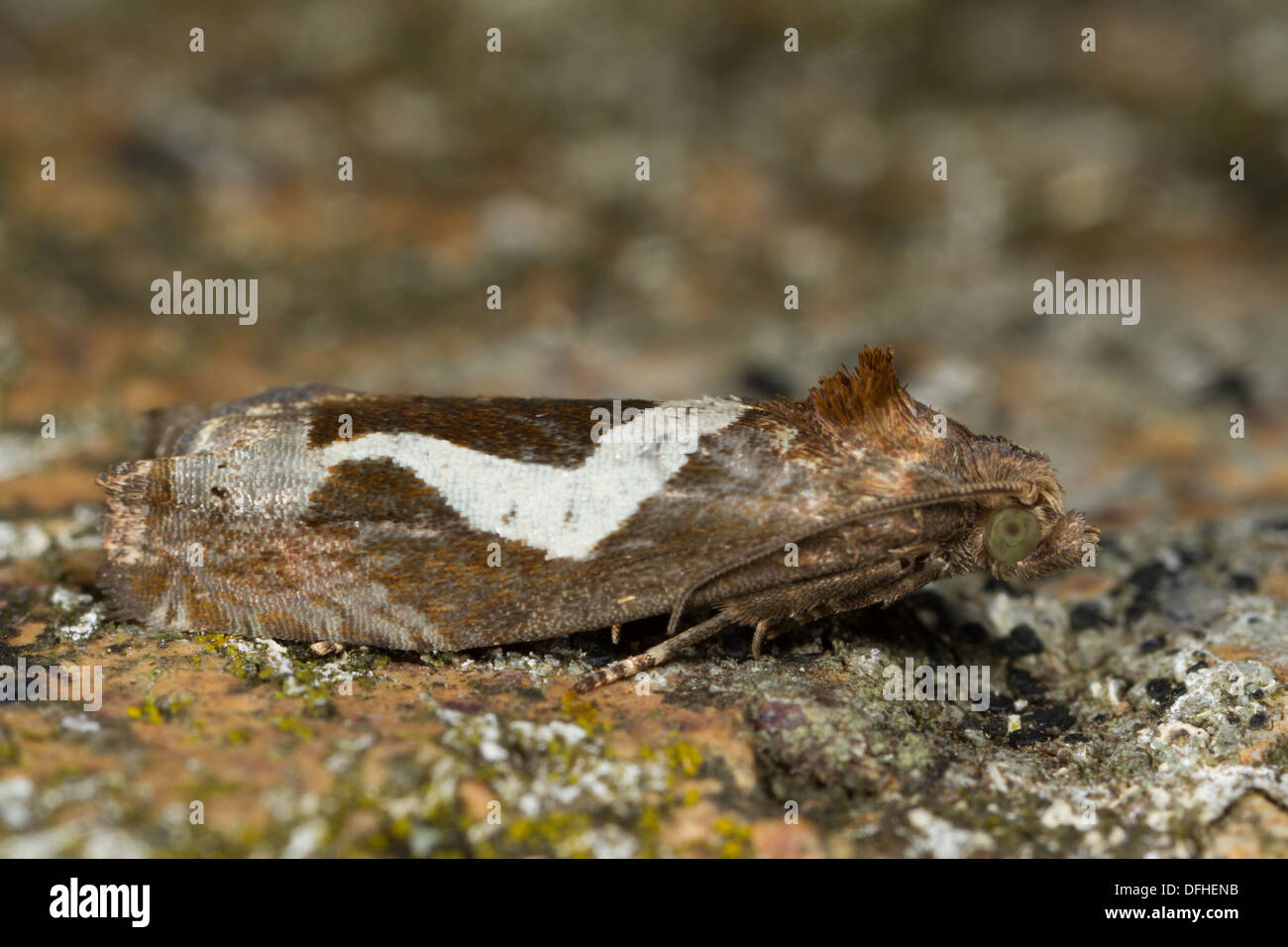 Epiblema foenella moth in appoggio su di una pietra Foto Stock