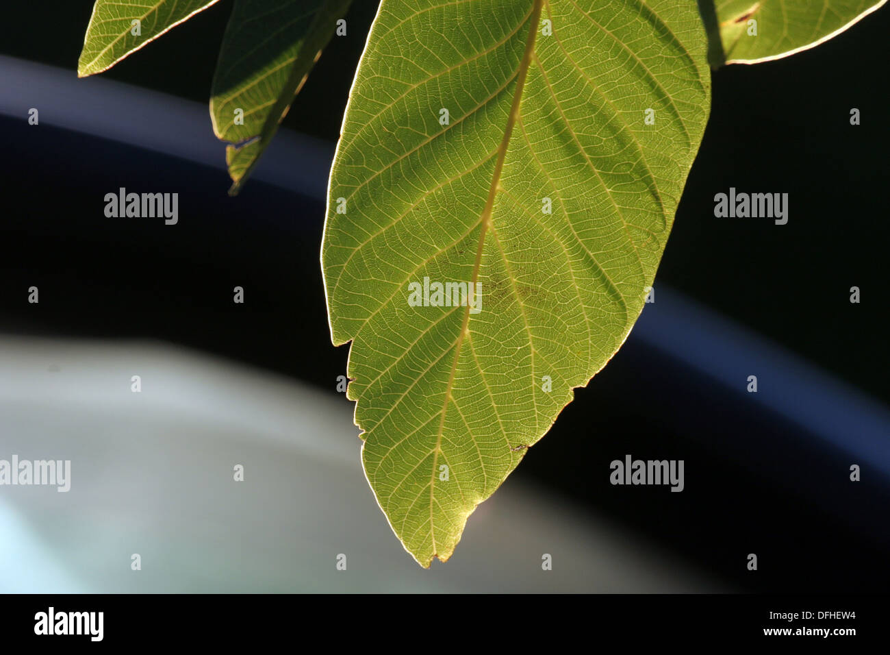 Foglia di fico Foto Stock