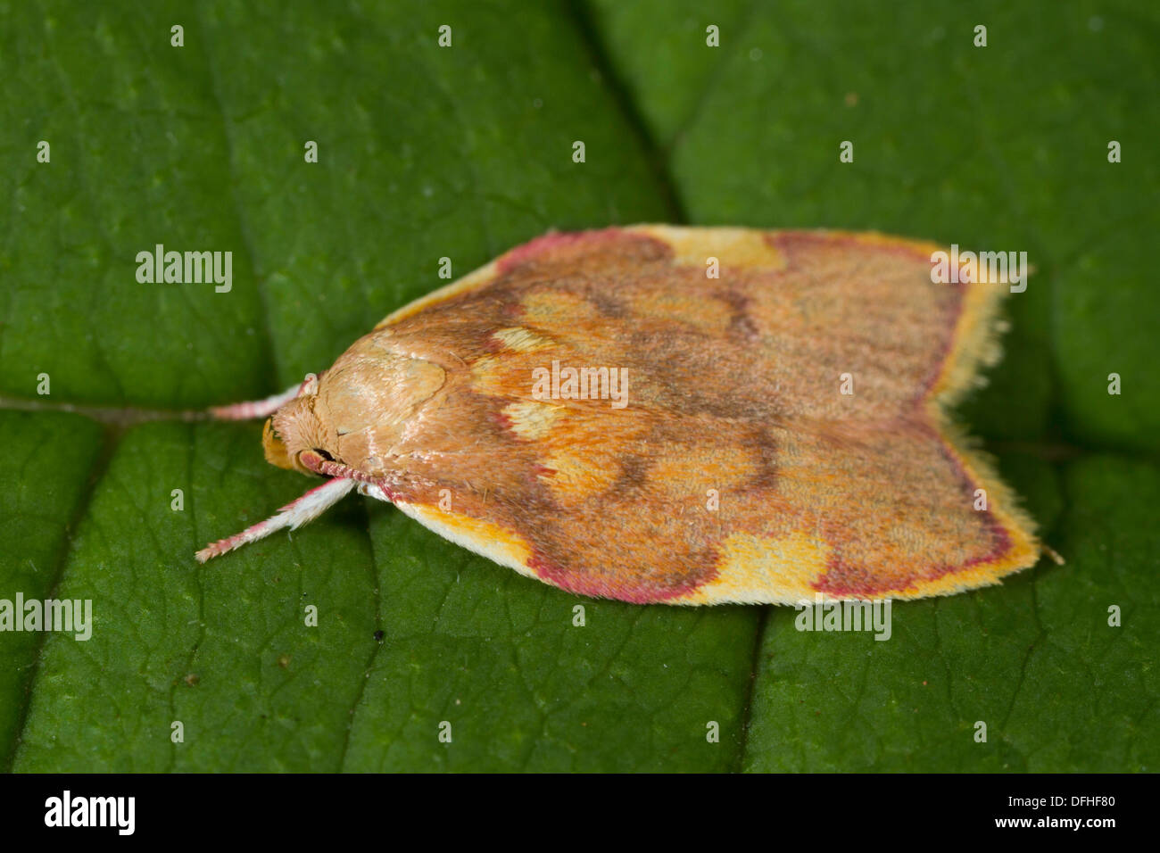 Carcina quercana moth in appoggio su una foglia Foto Stock