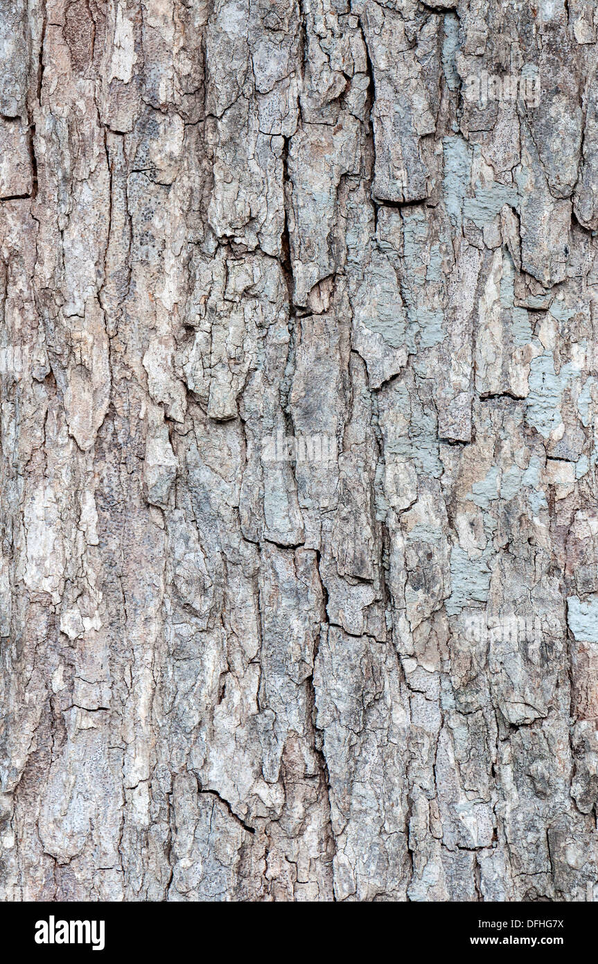 Texture - una corteccia di un vecchio albero Foto Stock