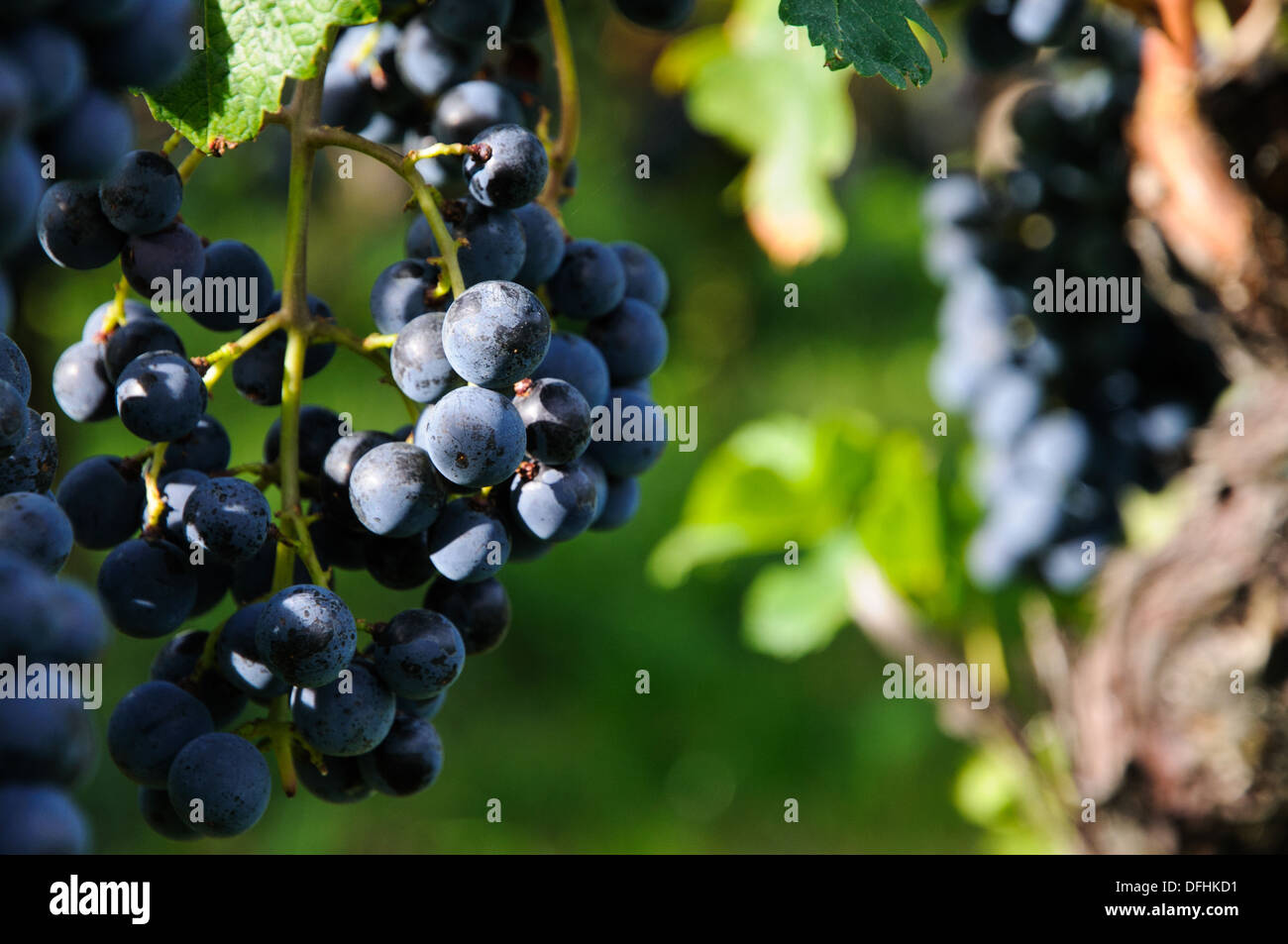 I grappoli di vino rosso uva nel tardo pomeriggio sun Foto Stock