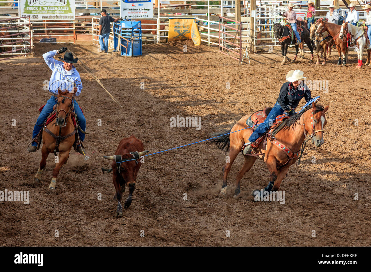 Cowboy e cowgirl lassoing un manzo o vitello a Rimrock rodeo, Grand Junction, Colorado, STATI UNITI D'AMERICA Foto Stock