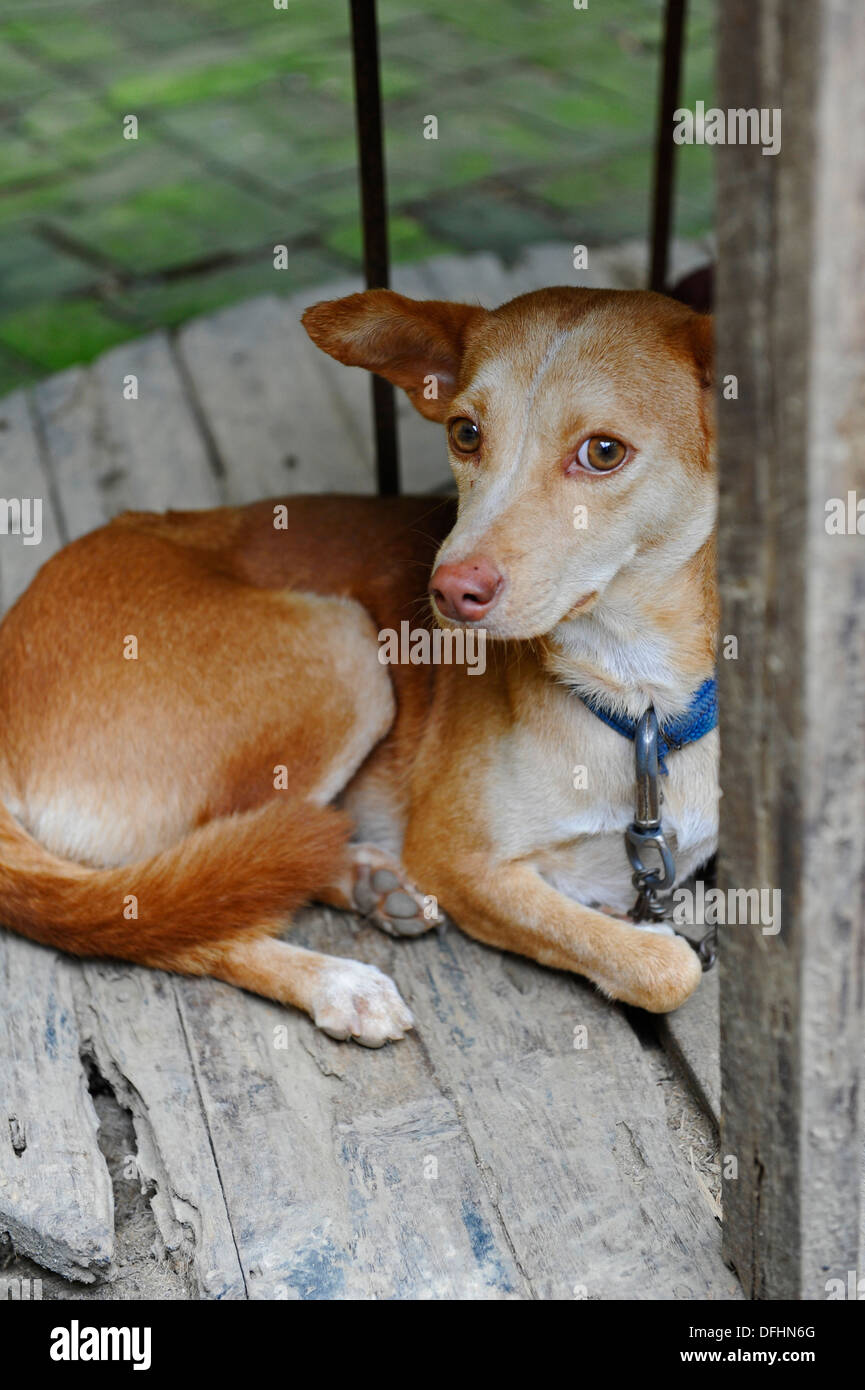 Piccolo Cane posa su un tondo in legno board nel villaggio vietnamita. Foto Stock
