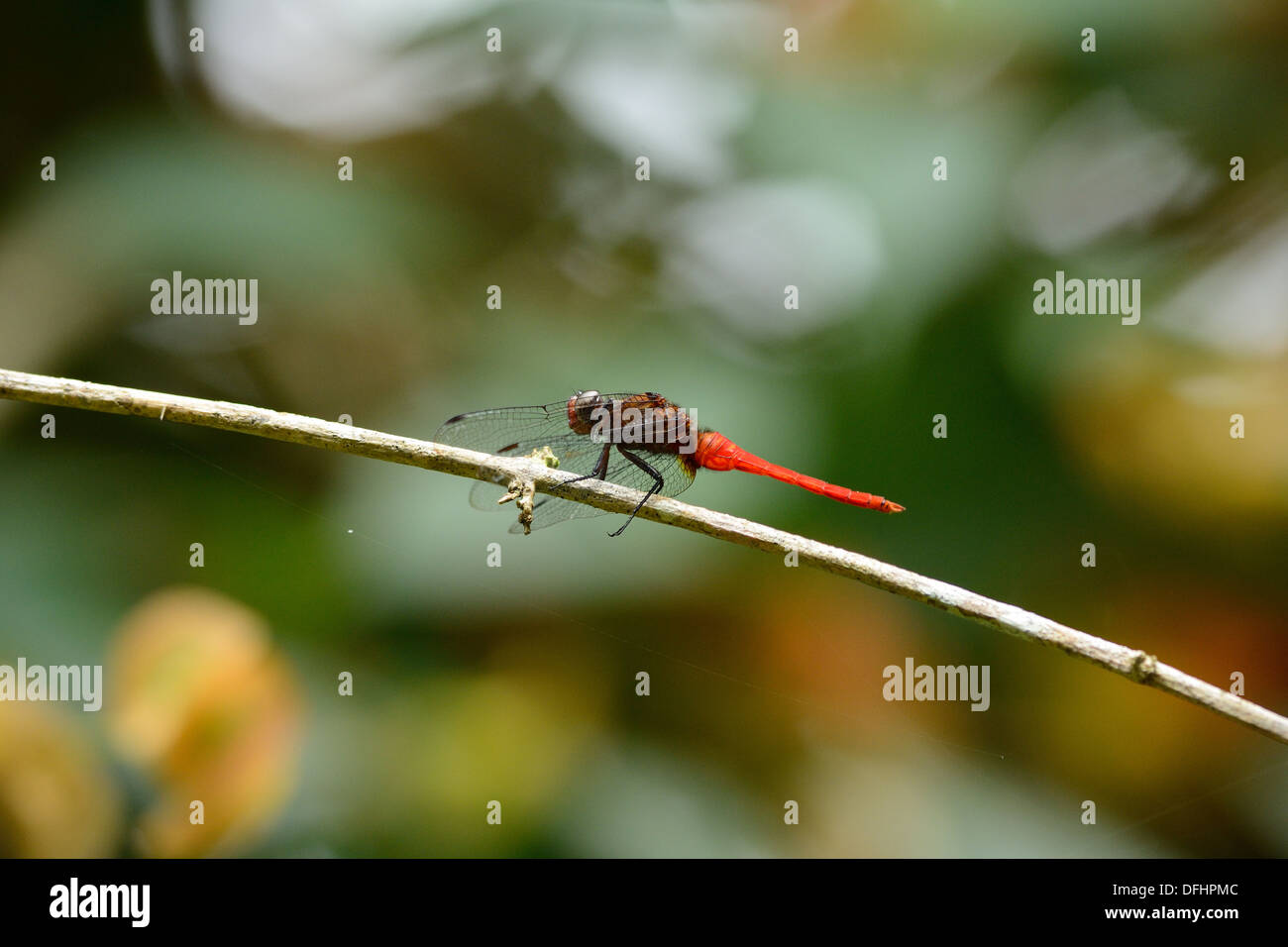 Bel maschio scarlatto orientale Darter (Crocothemis servilia) nella foresta thailandese Foto Stock