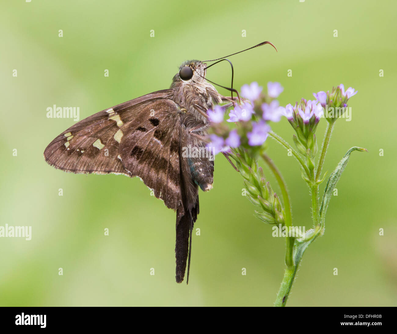 Lunga coda di skipper farfalla su fiori selvaggi isolati contro uno sfondo verde. Foto Stock