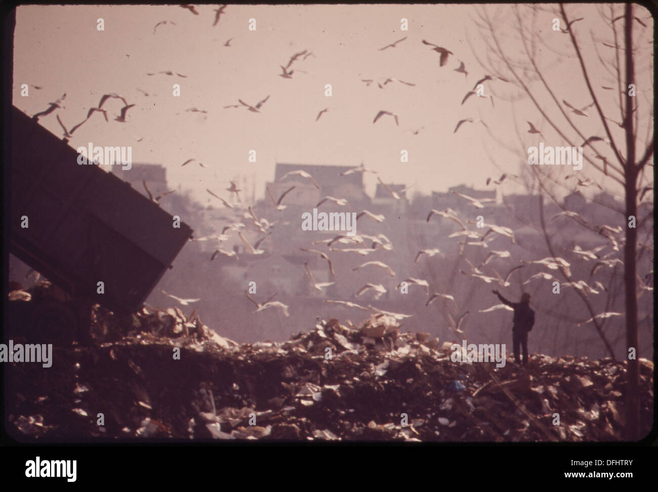 La discarica di Hackensack, una discarica, serve come terreno di alimentazione per i gabbiani. Esistono piani per trasformarla in un'area ricreativa per la contea di Bergen, New Jersey. Foto Stock