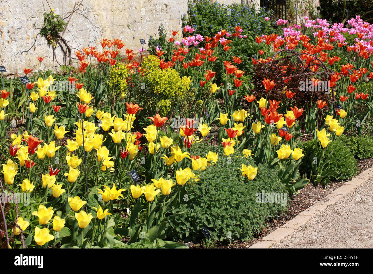 Confine di primavera di tulipani, Oxford Giardino Botanico dell'Università di Oxford, Oxford, Oxfordshire, Regno Unito. Maggio. Foto Stock