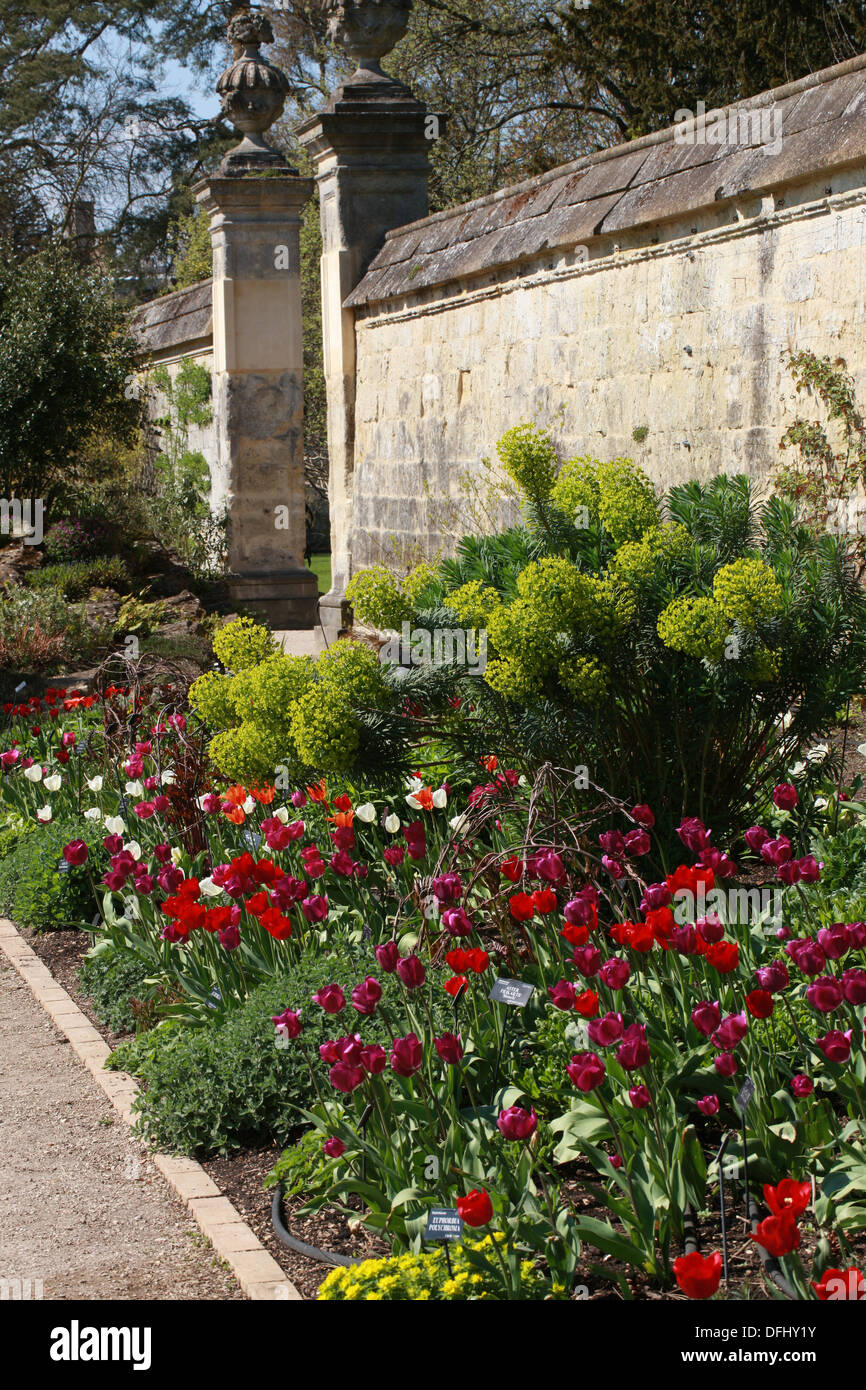 Molla di confine tulipani e Euphorbia, Oxford Giardino Botanico dell'Università di Oxford, Oxford, Oxfordshire, Regno Unito. Maggio. Foto Stock