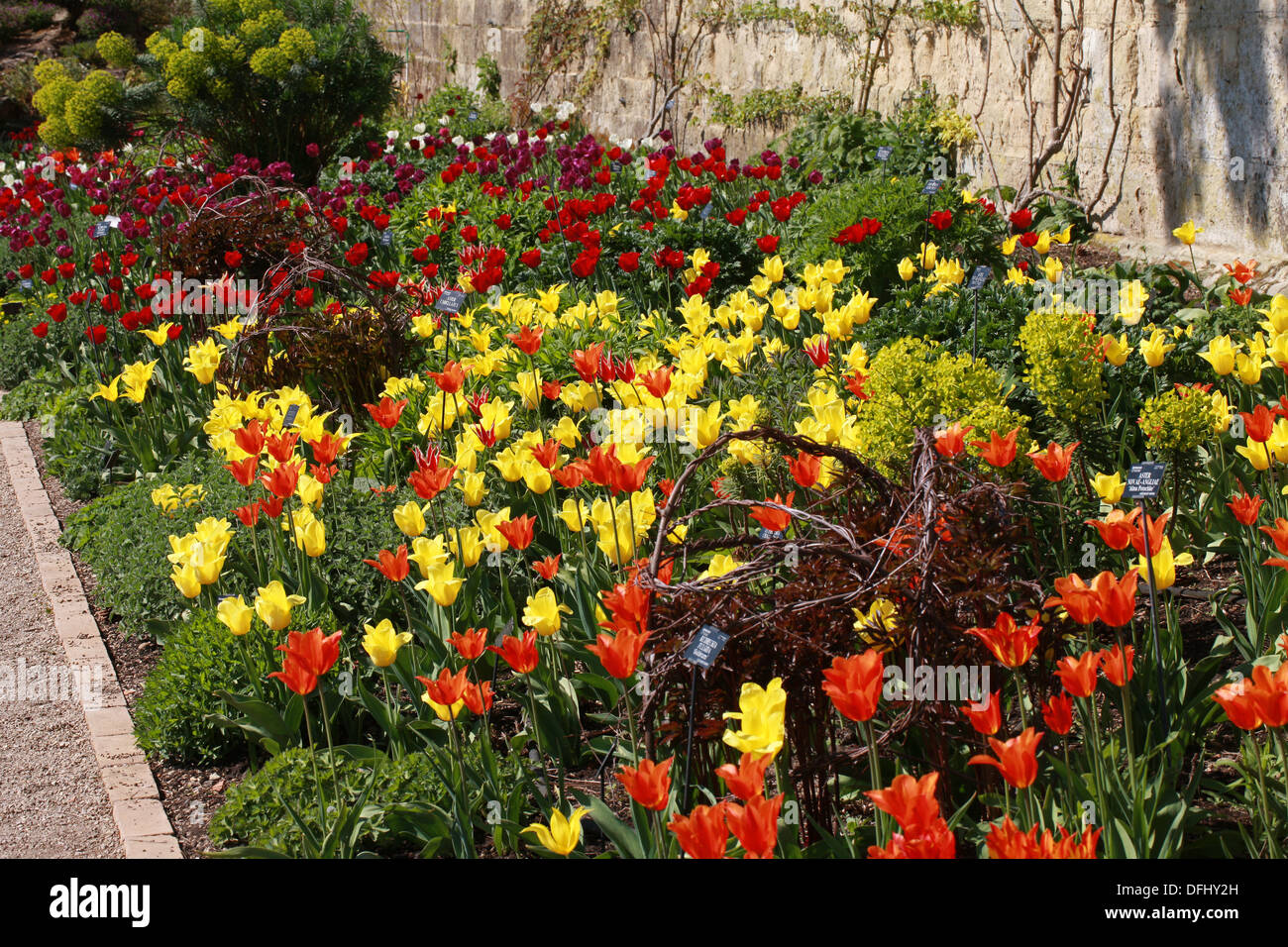 Confine di primavera di tulipani, Oxford Giardino Botanico dell'Università di Oxford, Oxford, Oxfordshire, Regno Unito. Maggio. Foto Stock