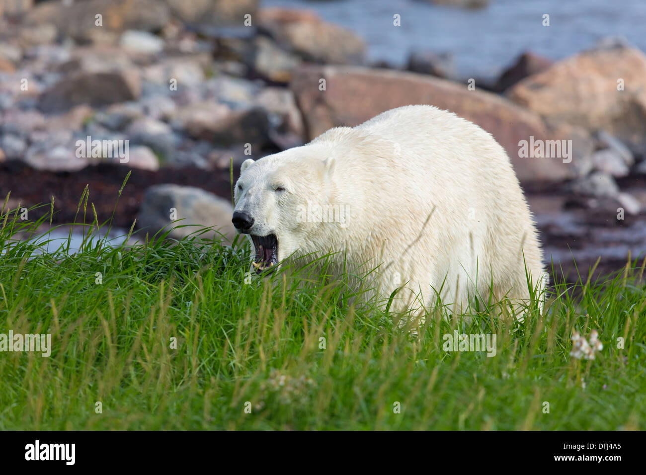 Orso polare (Ursus maritimus) sbadigli in alto di erba Estate - area di Churchill, Canada. Foto Stock