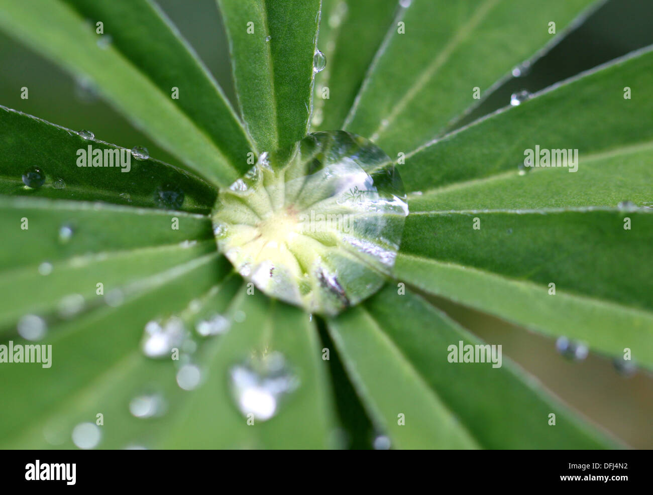 Una goccia di acqua su una foglia Foto Stock