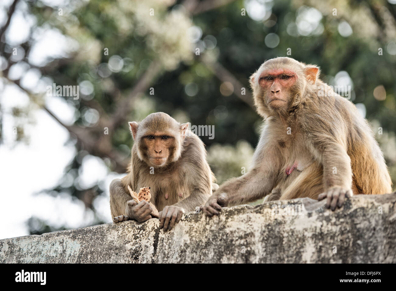 India macaco rhesus, macaca mulatta, Allahbad, India, Asia Foto Stock