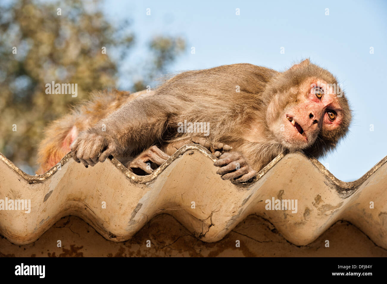 India macaco rhesus, macaca mulatta, Allahbad, India, Asia Foto Stock