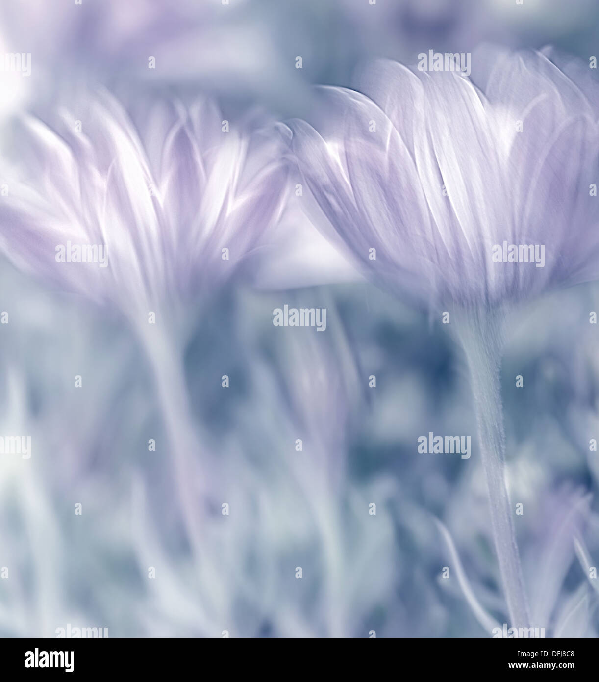 Foto in colori pastello con soft focus della bella gara fiori a margherita, tempo primaverile della natura Foto Stock