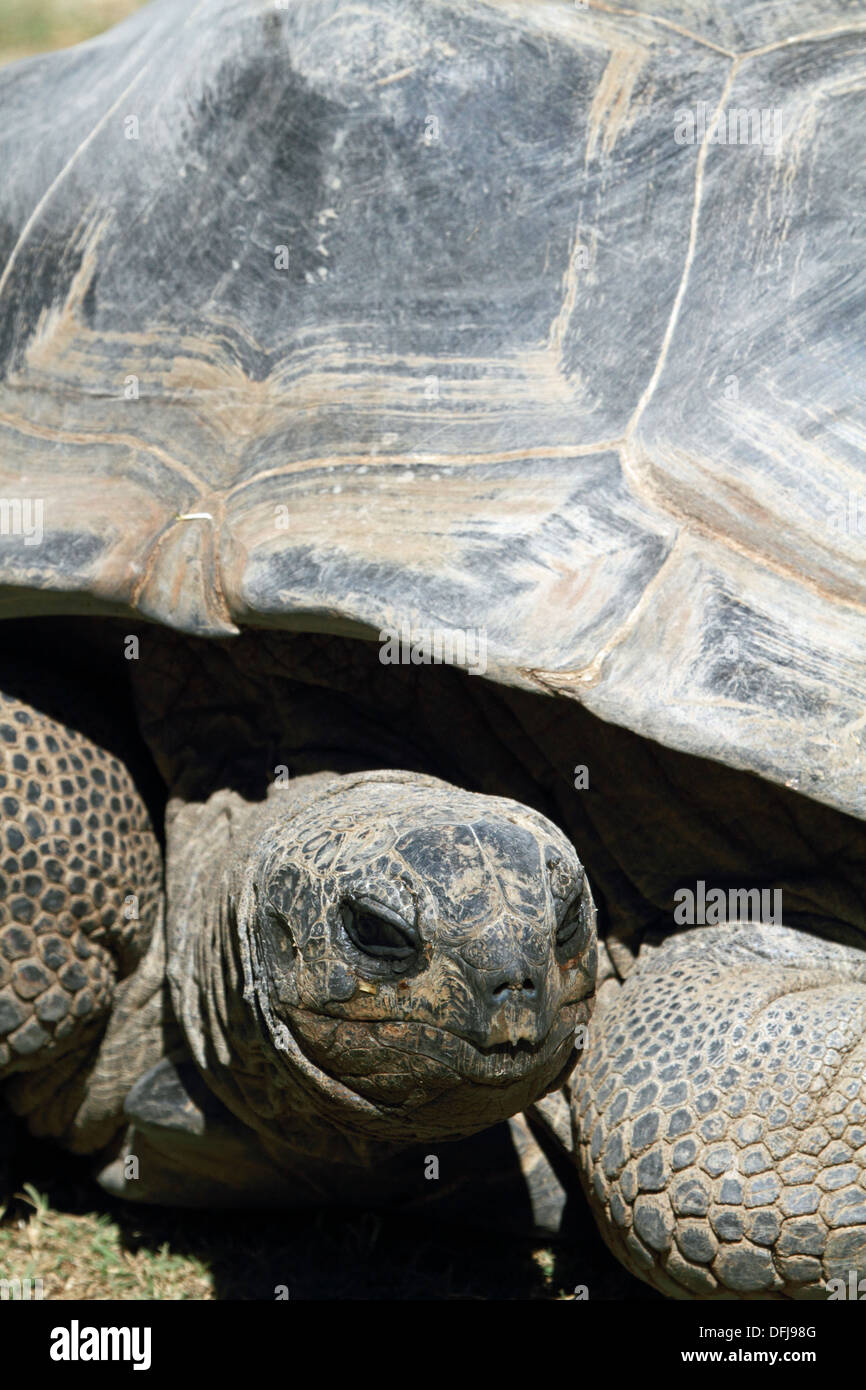 Le Galapagos tartaruga, Chelonoidis nigra, Cape May County Zoo, Cape May Courthouse, New Jersey, STATI UNITI D'AMERICA Foto Stock