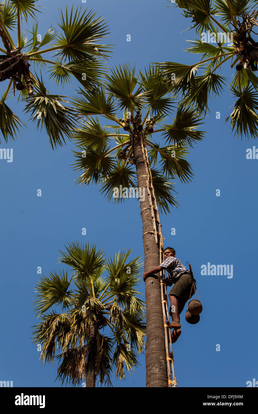 Uomo birmano raccogliendo i dadi di Palm. Ritratto. Foto Stock