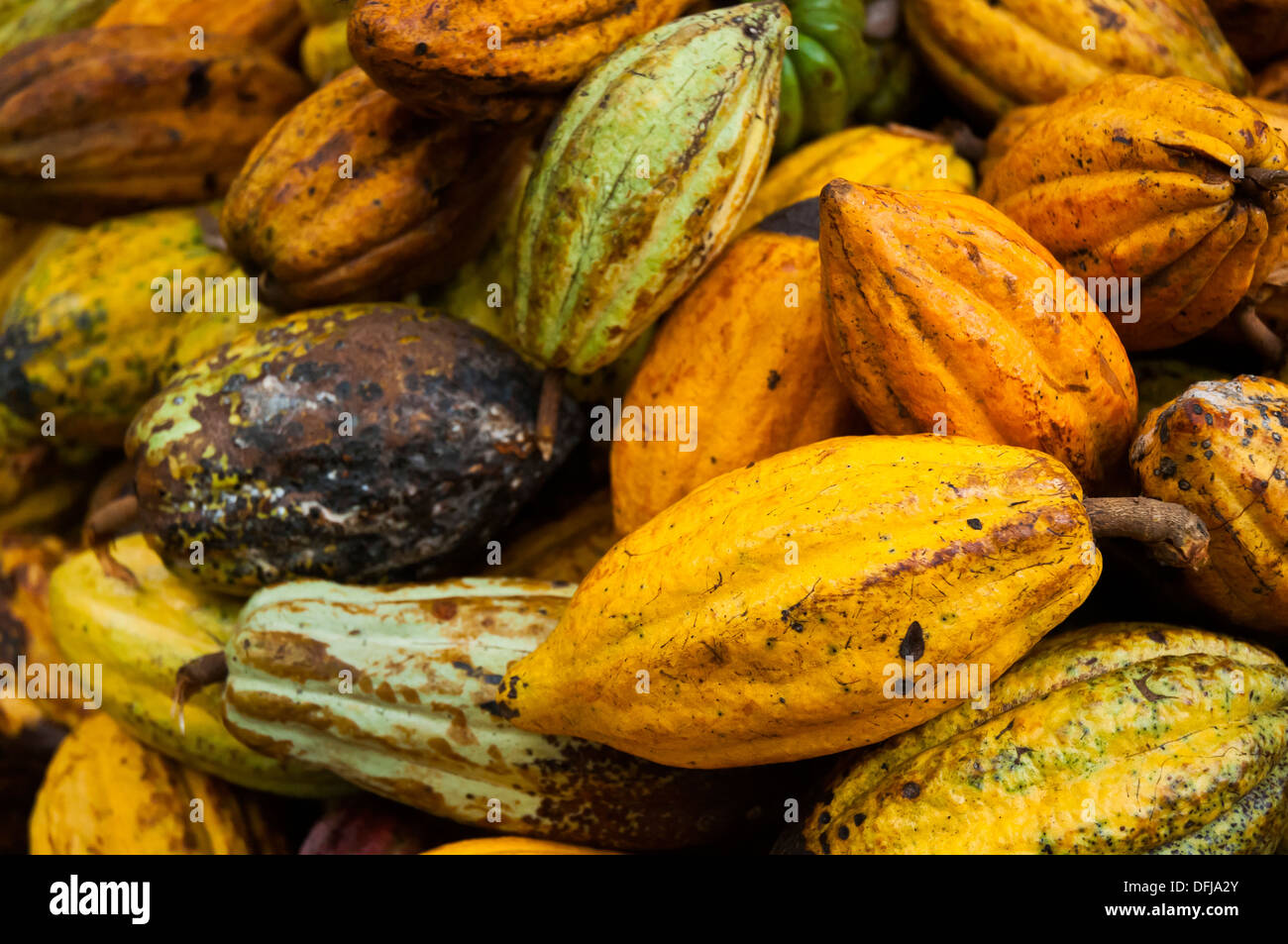Cacao, cacao, frutta, albero, Foto Stock