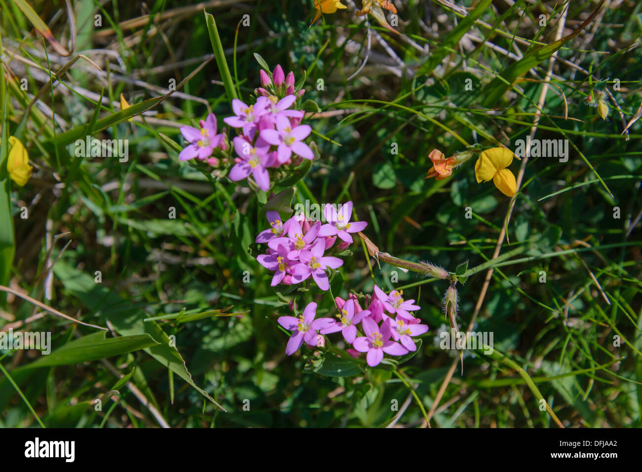 Comune, Centaury Centaurium erythraea, fiori selvatici, Dorset, Inghilterra Foto Stock