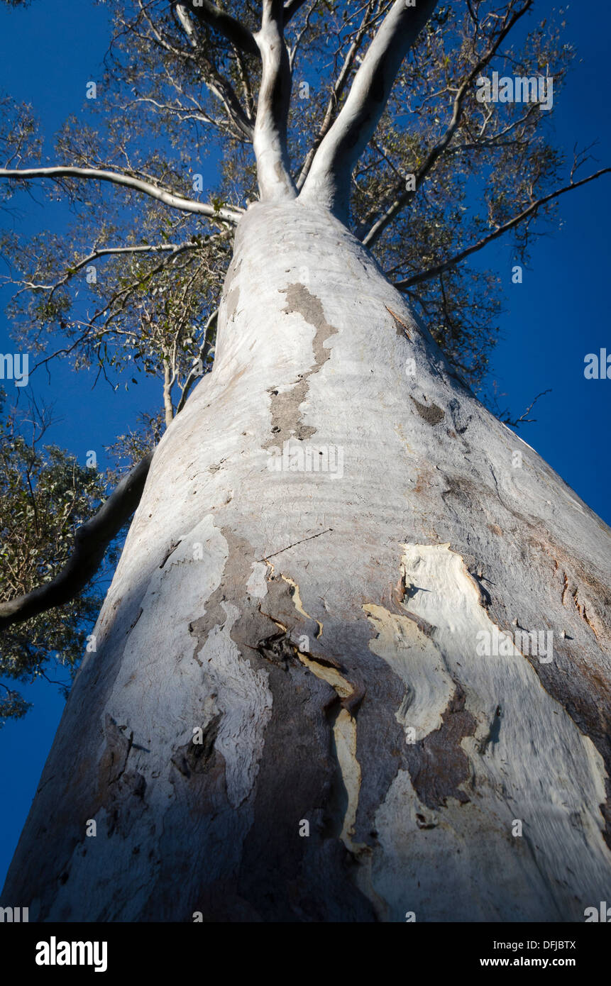 Struttura di gomma, eucalipto, Ipswich, Brisbane, Queensland, Australia Foto Stock