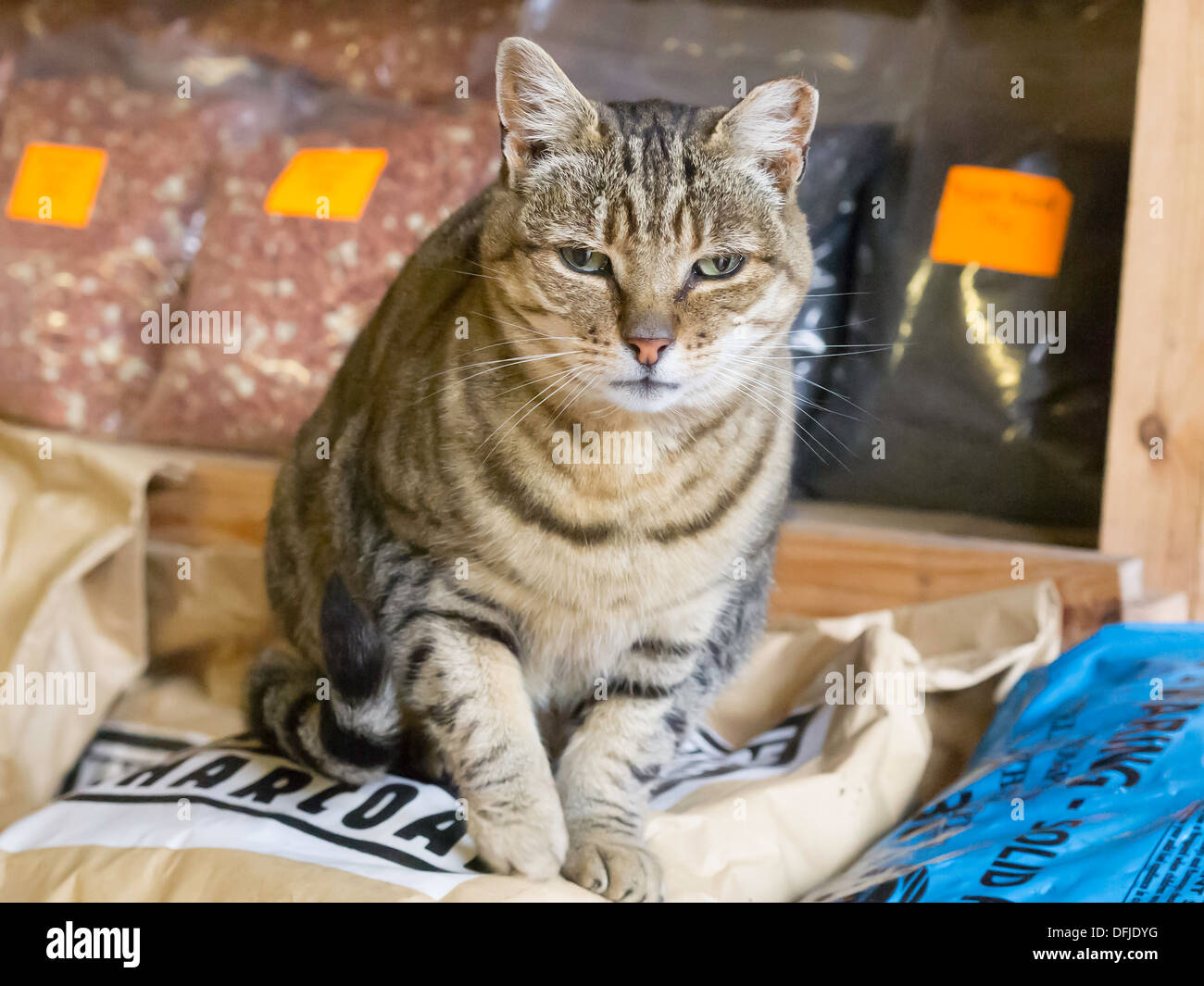 Tabby fattoria domestici gatto in una farm shop Foto Stock