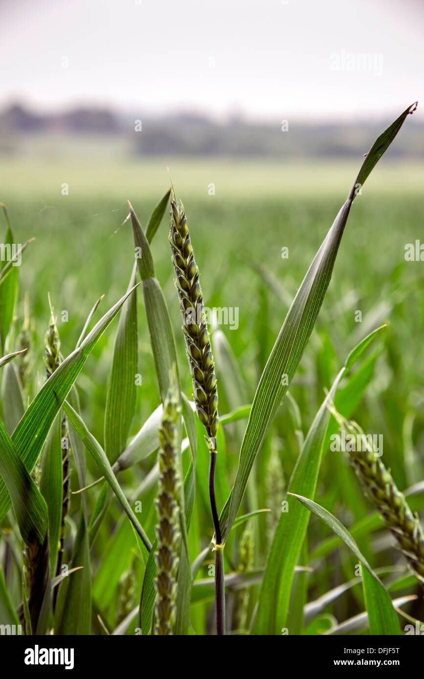 Il raccolto di grano in crescita in campi di Essex Foto Stock