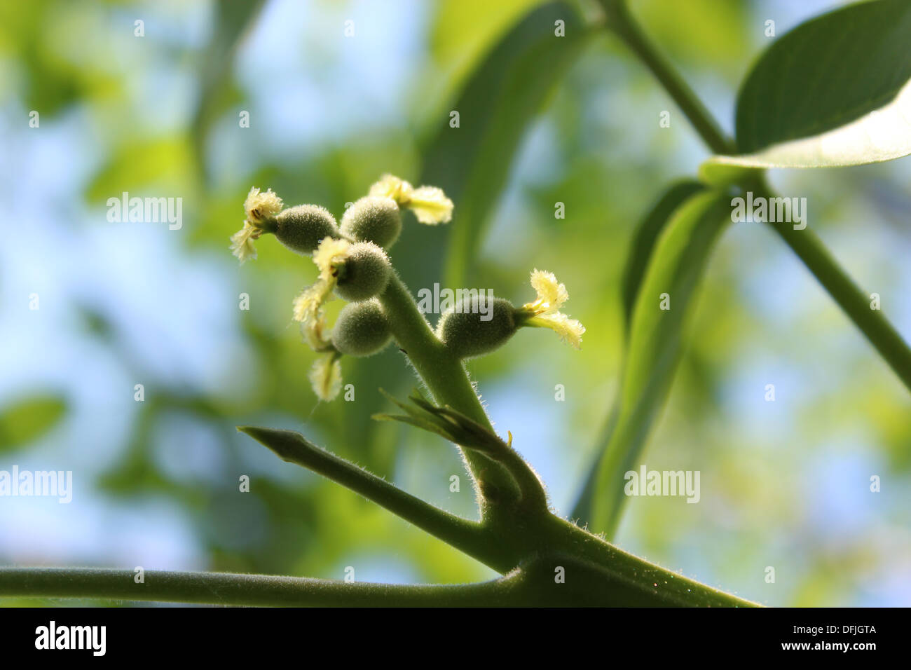 Fiore di noce sul ramo di albero in primavera Foto Stock