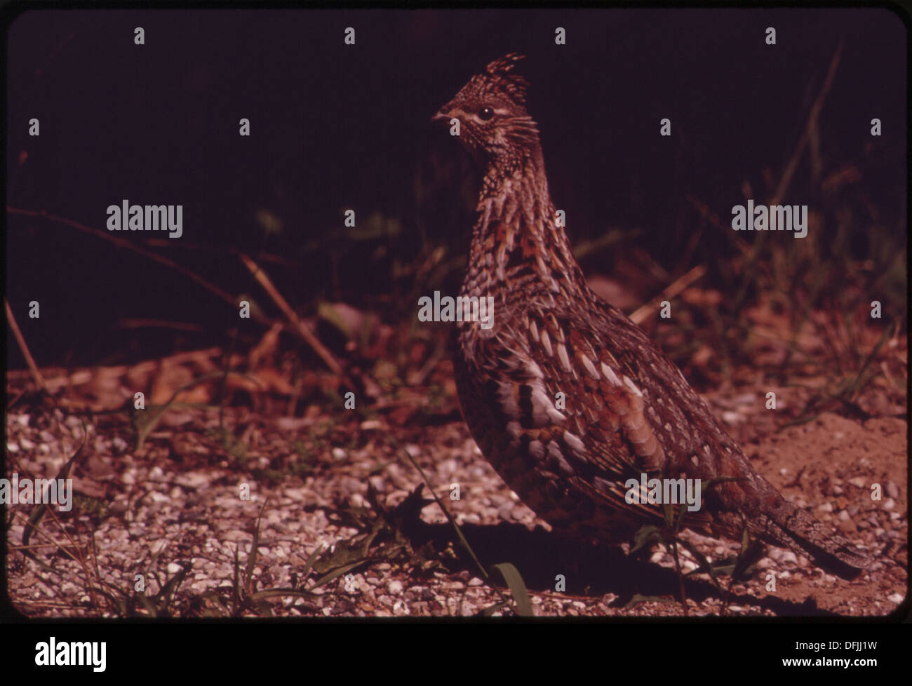Un uccello da caccia viene avvistato nel pennello, che si fonde nel suo habitat naturale. Questa immagine evidenzia la capacità dell'uccello di mimetizzarsi nella fitta vegetazione, una strategia comune di sopravvivenza per la fauna selvatica. Foto Stock
