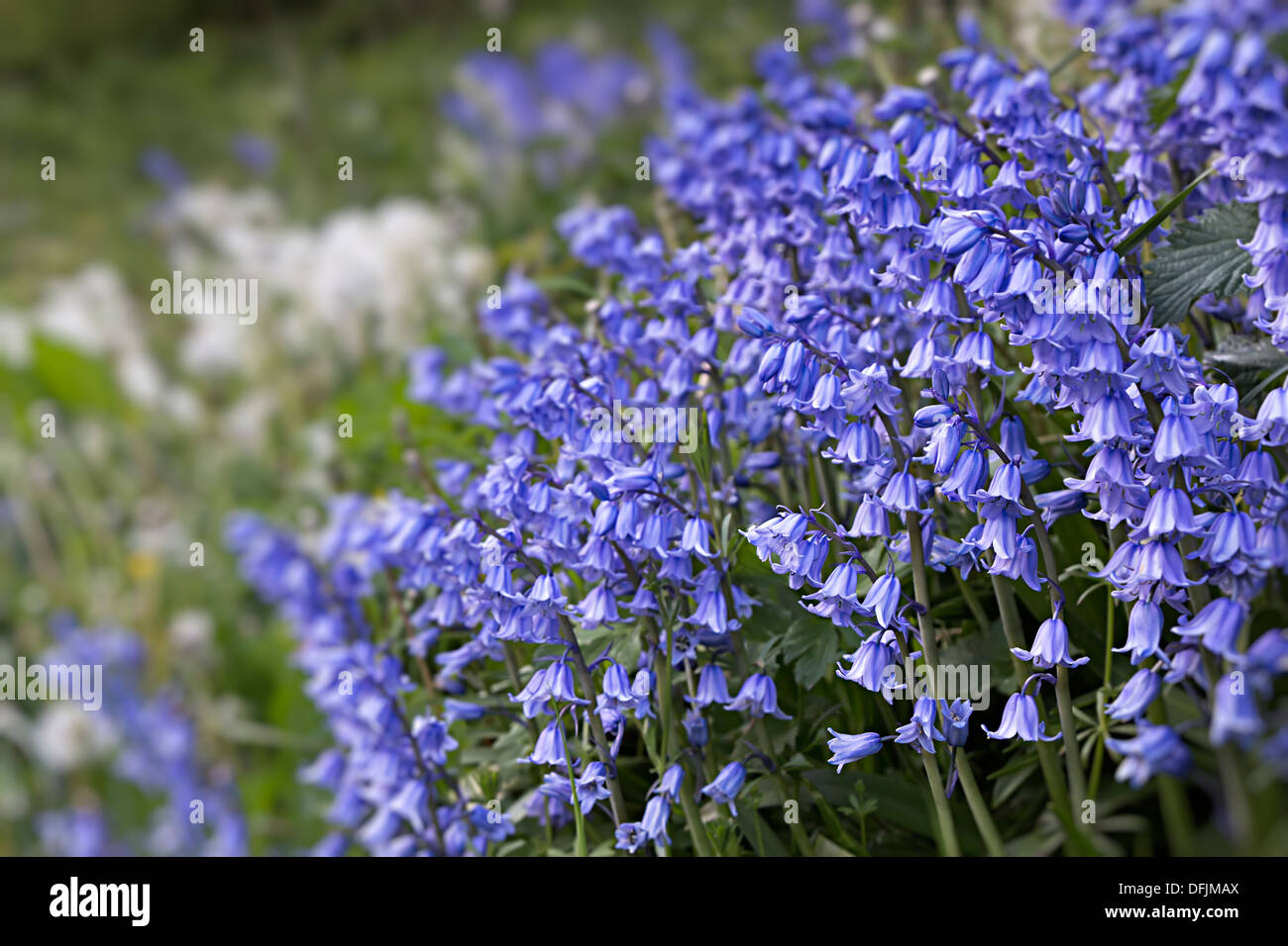 Bluebells, Hyacinthoides non scripta, Aberbeeg, Wales, Regno Unito Foto Stock