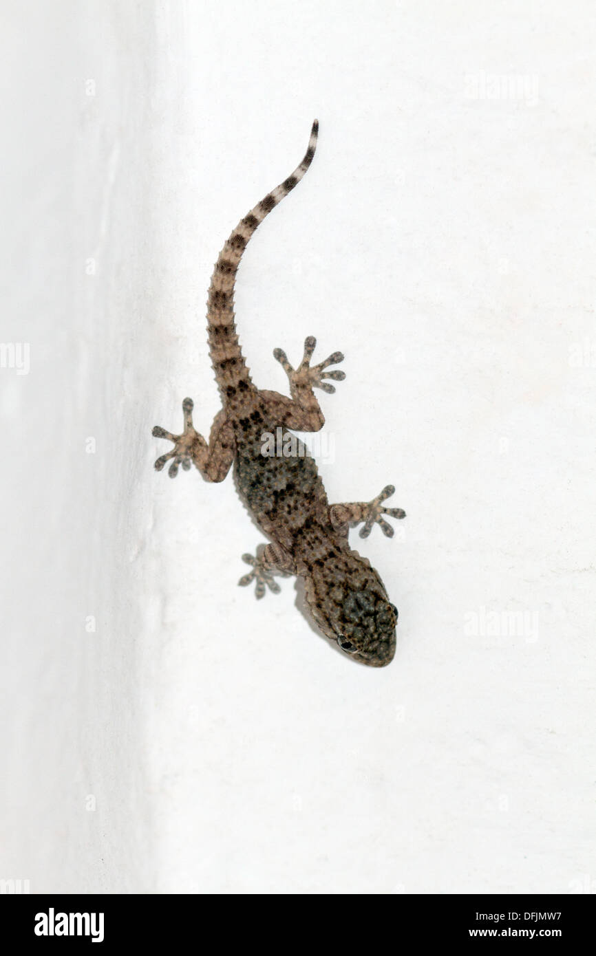 Mediterranean House Gecko, nome scientifico Hemidactylus turcicus Foto Stock