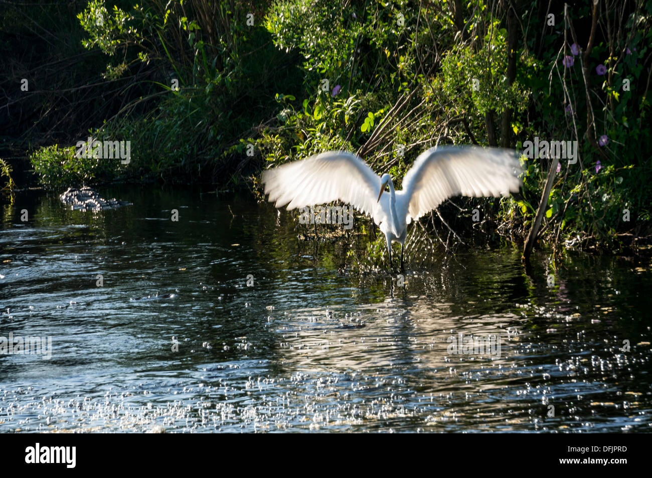 Airone bianco maggiore (Ardea alba) a.k.a. Airone comune, Grandi Garzetta o grande airone bianco Pesca con ali distese. Foto Stock