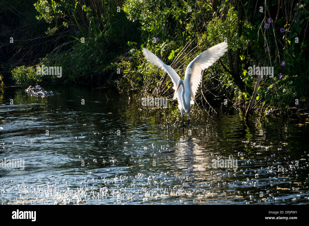 Airone bianco maggiore (Ardea alba) a.k.a. Airone comune, Grandi Garzetta o grande airone bianco Pesca con ali distese. Foto Stock