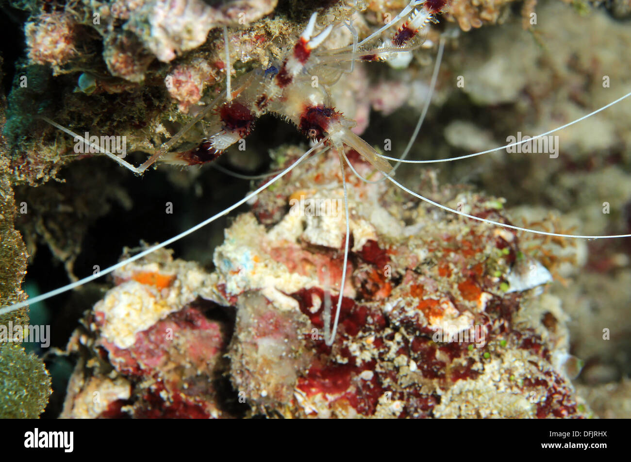 Nastrare Boxer (gamberetti Stenopus hispidus), South Male Atoll, Maldive Foto Stock
