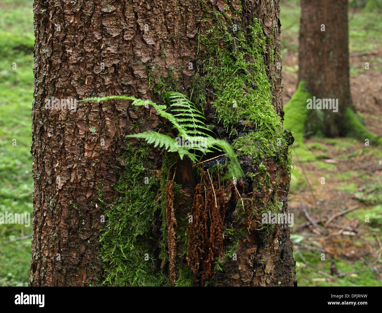 Il Legno di felci e muschi crescere ad un tronco di albero / Wurmfarn und Moos wächst un einem Baumstamm Foto Stock